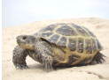 Среднеазиатская черепаха — Википедия